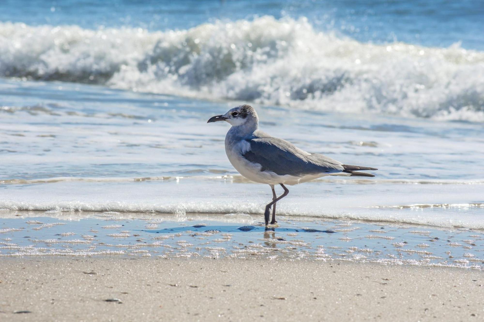 Super Cute With Deeded Beach Access Gulf Shores Extérieur photo